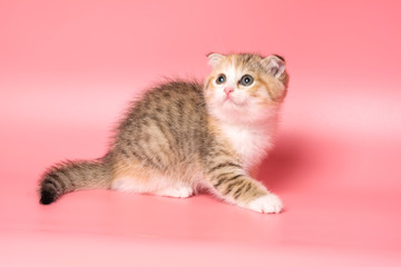 Many British Shorthair Cat funny