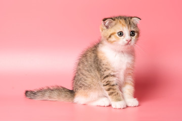 Many British Shorthair Cat funny