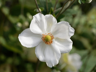 Close-up on snow white Japanese anemone (Anemone hupehensis var. japonica)