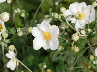 Close-up on snow white Japanese anemone (Anemone hupehensis var. japonica)