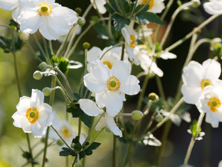 Naklejka na ściany i meble Anemone hupehensis var. japonica - Japanese anemone or pure white star-shaped solitary windflower with prominent yellow stamens between unripe seedheads floating on tall stems 