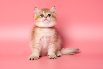 Many British Shorthair Cat funny