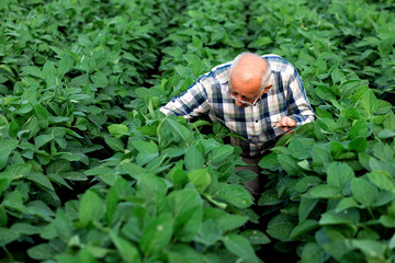 Senior farmer standing in soybean field with tablet examining crop.