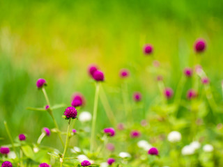Abstract green nature backdrop