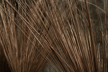 Obraz premium Coconut stalks, part of coconut stalks broom. one of cleaning equipment.