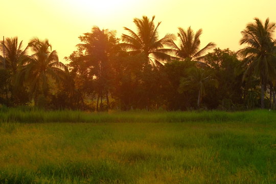 Rice fild and coconut tree in the evening at the countryside very feeling peace and cool.