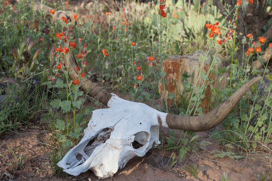 Cow skull with long horns surrounded by globemallow flowers in the desert