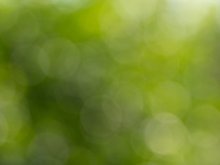 abstract green nature background