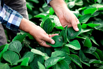 Close up of senior farmer hands examining soybean crop in field, hi is looking at caterpillar on leaf.