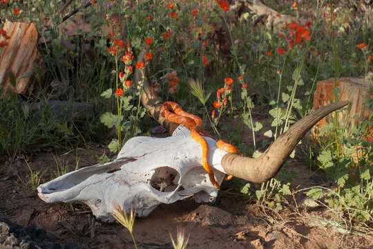 Cow skull with a corn snake winding around it in the desert with globemallow flowers