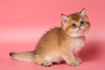 Many British Shorthair Cat funny