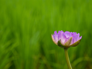 Obraz premium Beautiful lotus flowers in the morning