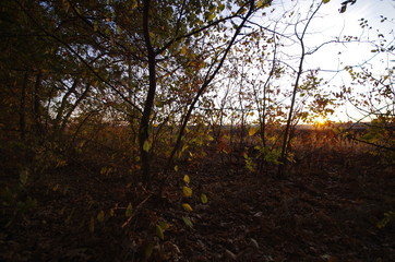 Fototapeta premium autumn in the forest