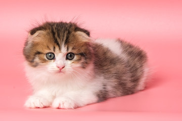 Many British Shorthair Cat funny