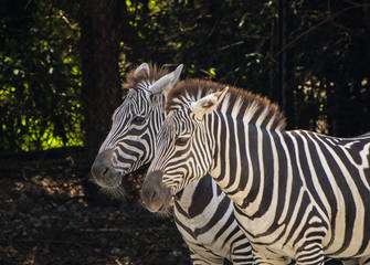 Fototapeta na wymiar Twin zebras enjoying their freedom