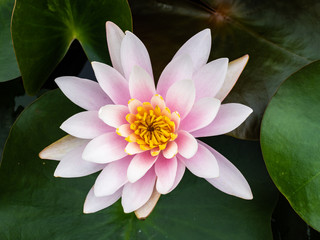 Beautiful lotus flowers in the morning