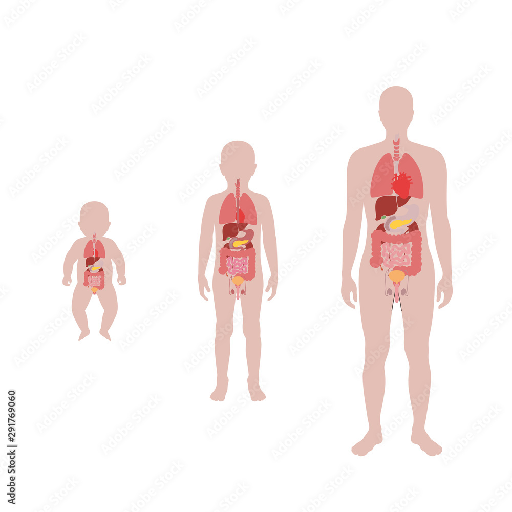 Poster  illustration of child internal organs