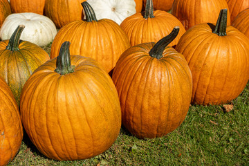 An abundance of pumpkins and gourds.