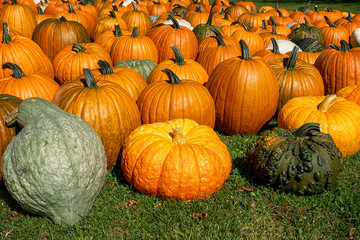 An abundance of pumpkins and gourds.