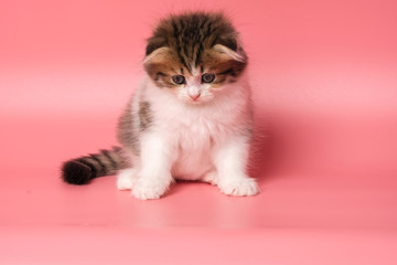 Many British Shorthair Cat funny