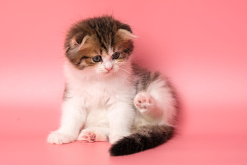 Many British Shorthair Cat funny