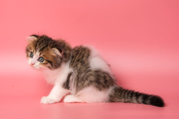 Many British Shorthair Cat funny