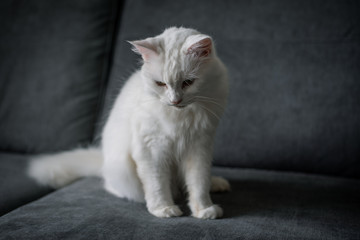 Fototapeta na wymiar white cat with blue eyes
