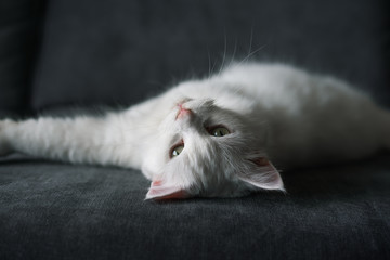 white cat lying on a bed