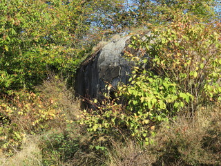 Ein Bunker wird von der Natur zurück erobert