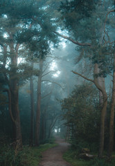 misty forest in fog