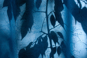 silhouette of leaves and branches on a blue curtain, curtains or tulle against the background of the sun, nty, from the leaves.