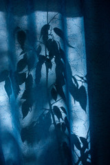 silhouette of leaves and branches on a blue curtain, curtains or tulle against the background of the sun, nty, from the leaves.