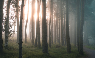 fog in the forest