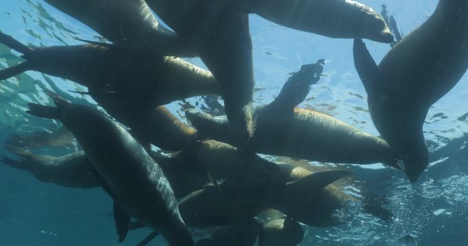 Californian sea lion (Zalophus californianus) swimming and playing in the reefs of los islotes in Espiritu Santo island at La paz,The world's aquarium. Baja California Sur,Mexico.