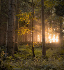 autumn in the forest