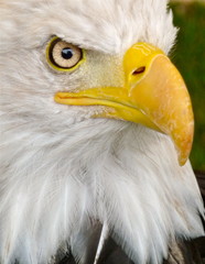 Bald Eagle Portrait