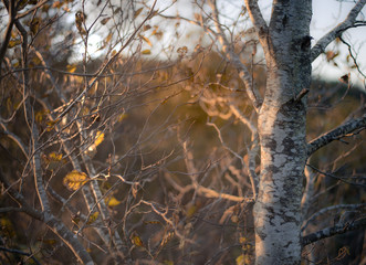 Autumnal tree at sunset