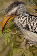 Yellow Horn Bill Africa