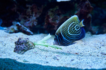 Exotic fish