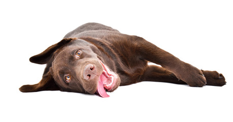 Funny Labrador puppy lying on his back isolated on a white background