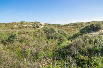 Fototapeta na wymiar View over the dunes in the morning light.