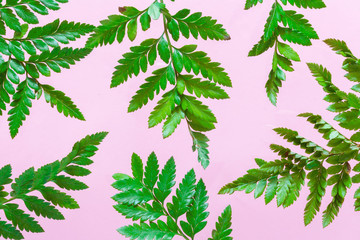 Floral flat lay, tropical fern leaves, jungle leaves floral pattern on a pink background