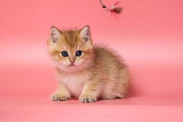 Many British Shorthair Cat funny