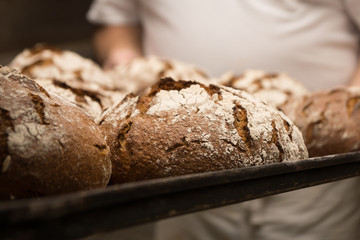 Vollkorn Brot frisch gebacken aus dem Backofen in der Bäckerei