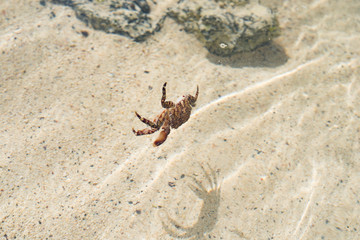 Crab
