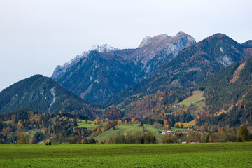 pastoral view of the alps with green meadow cows and colorful trees