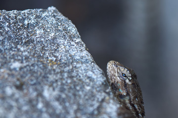 lizard