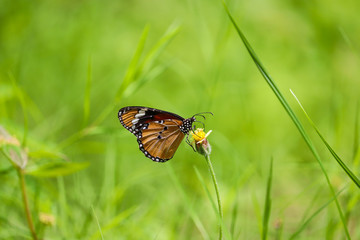 Beautiful butterfly on yellow colour flower