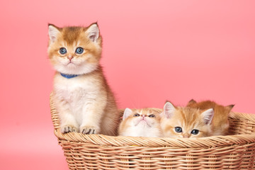 Obraz na płótnie Canvas Many British Shorthair Cat funny