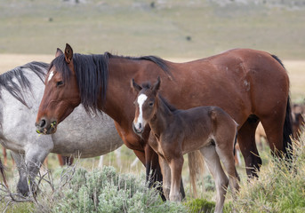 Wild Horse Mare and Foal in the Utah Desert in Spring